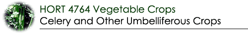 Celery Banner