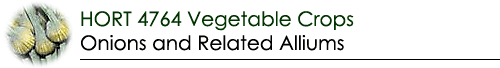 Onion Banner
